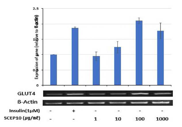 Effects of SCEP10 on GLUT4 mRNA expression in C2C12 myotubes.