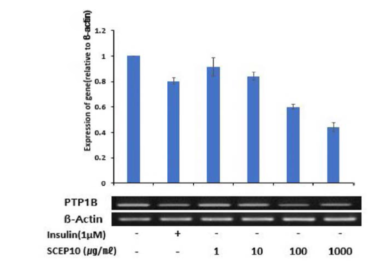 Effects of SCEP10 on PTP1B mRNA expression in C2C12 myotubes.