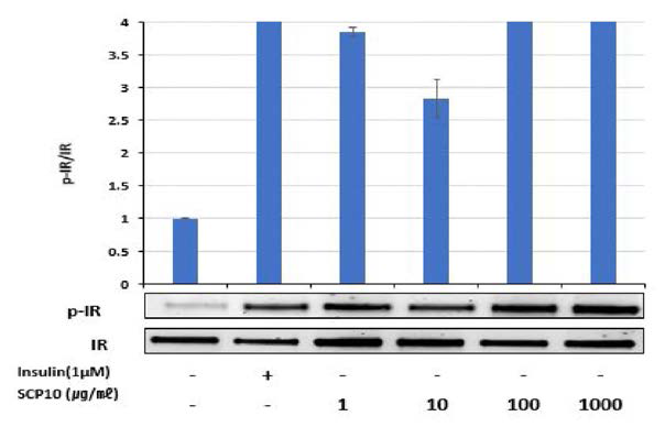 Effects of SCP10 on phosphorylation of IR in C2C12 cells.