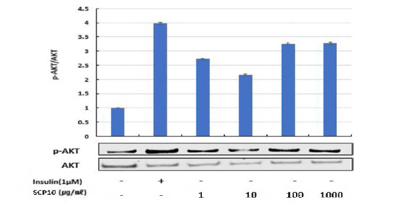 Effects of SCP10 on phosphorylation of AKT in C2C12 cells.