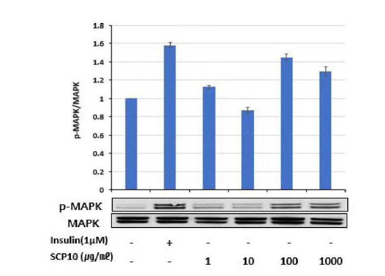 Effects of SCP10 on phosphorylation of MAPK in C2C12 cells.