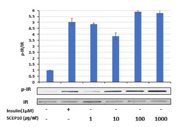 Effects of SCEP10 on phosphorylation of IR in C2C12 cells.