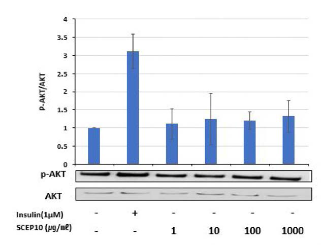 Effects of SCEP10 on phosphorylation of Akt in C2C12 cells.