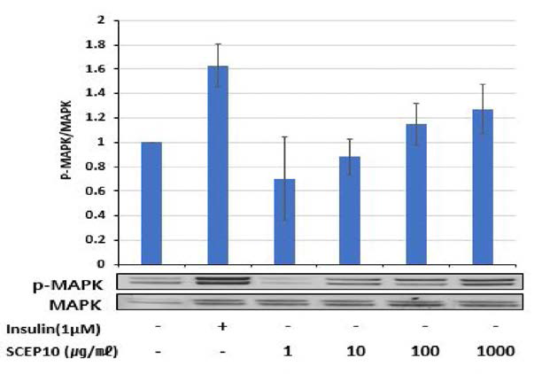 Effects of SCEP10 on phosphorylation of 42/44 MAPK in C2C12 cells.