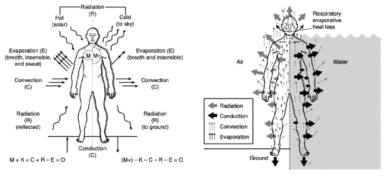 공기중과 수중에 노출된 인체(나체) 열 교환의 도식화