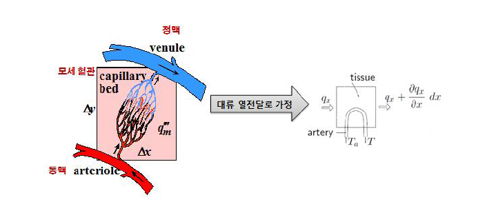 Pennes 식에 의한 인체의 열전달 과정 모식도