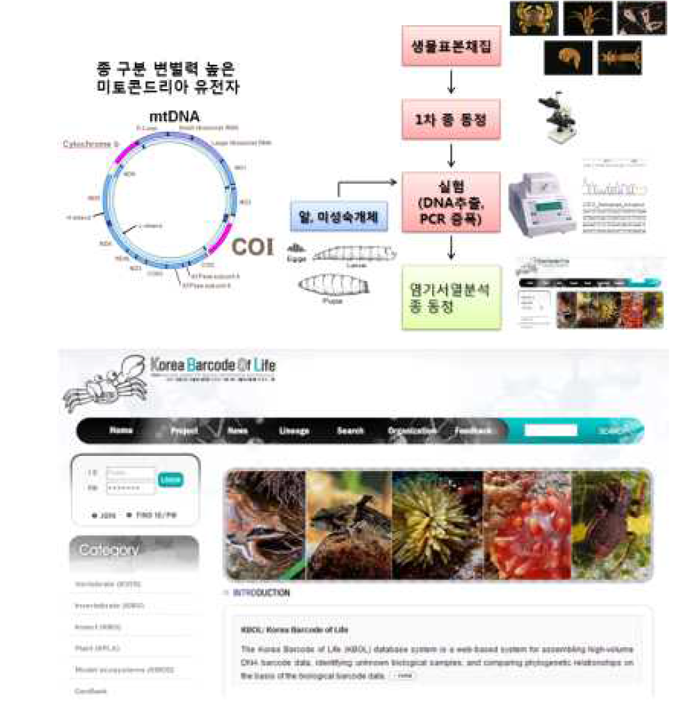 해양 절지동물 자원의 유전자원 확보 및 바코드 획득