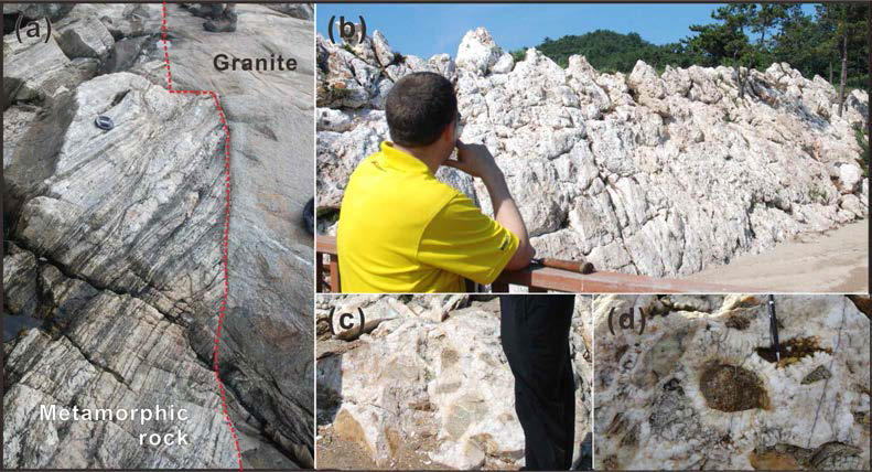 (a) 백바위 해수욕장 남쪽 해안노두에서 관찰되는 변성암과 화강암 접촉. (b) 백바위 해수욕장 내에서 관찰되는 북동방향의 단층대. (c) 단층각력암과 석영맥. (d) 성장을 보여주는 석영맥.