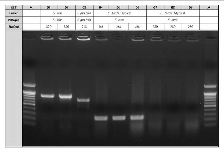 Virulency test에 사용한 폐사 넙치의 비장 및 신장에서 재분리한 박테리아성 병원체의 PCR 결과