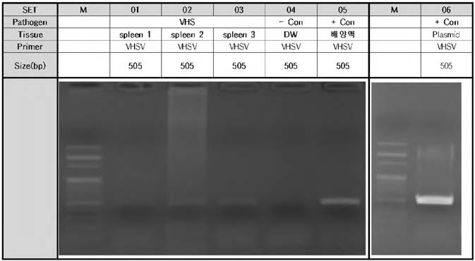 Virulency test에 사용한 폐사 넙치의 spleen RNA 분리 후 합성한 cDNA를 주형으 로 수행한 VHS PCR 결과