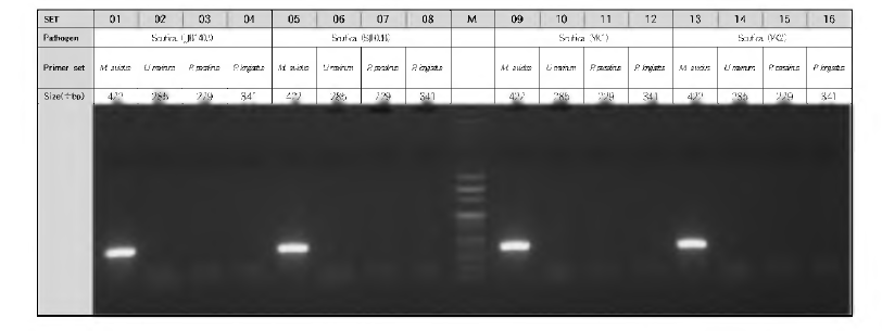 Vimlency test에 사용한 폐사 넙치에서 재분리한 스쿠티카의 PCR 결과