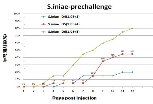 S. iniae의 Vimlency test 공격실험 결과 -누적폐사율