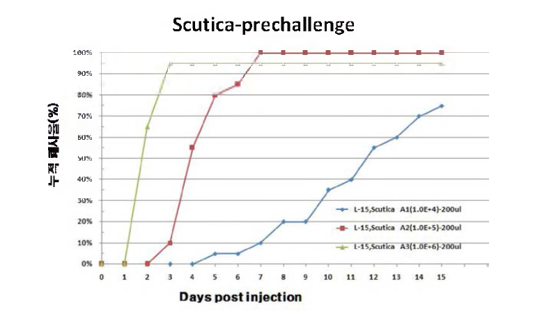 Scutica의 Vimlency test(200ul 주사 ) 공격실험 결과 -누적폐사율