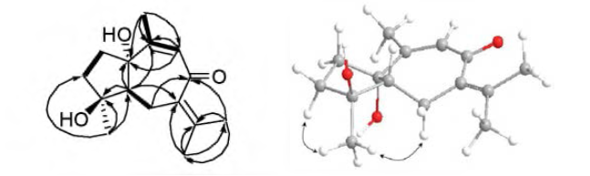 화합물 2 (epiaerugidiol) 의 HMBC 및 NOESY 상관관계