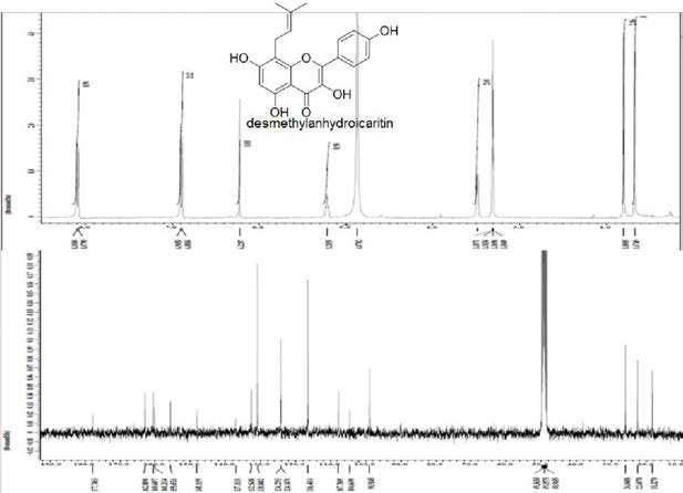 화합물 7 (desmethylanhyctoicaritin) 의 1H，13C-NMR 스펙트럼