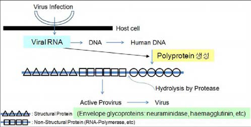 바이러스 생육/증식에 관여하는 protease의 역할