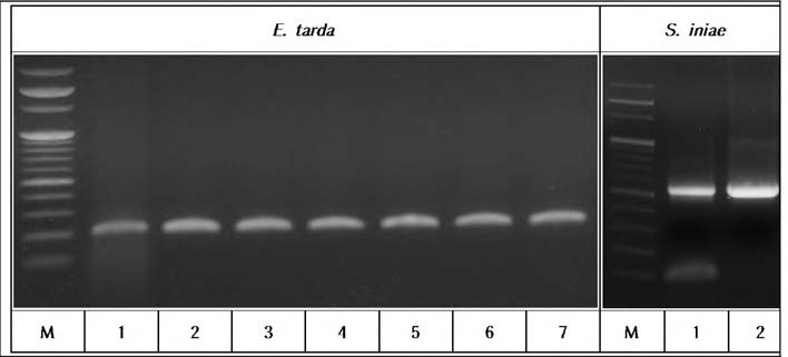 Virulency test에 사 용 한 폐사 넙치의 비장 및 신장에서 재분리한 E tarda 및 S.iniae의 PCR 결과 .