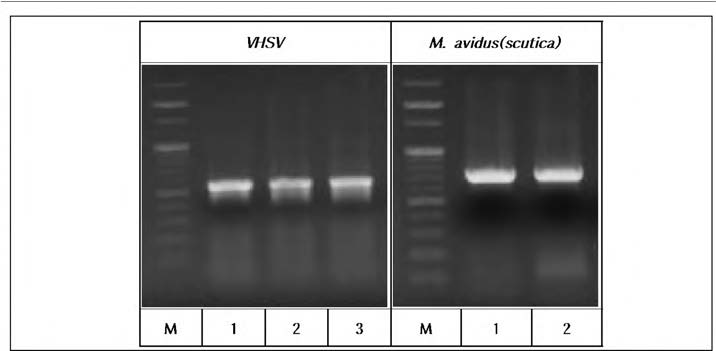 Virulency test에 사 용 한 폐사 넙치의 spleen ENA 분리 후 합성한 cDNA를 주형으로 수행한 VHS PCR 결과 및 복수를 주형으로 수행한 scutica PCR 결과.