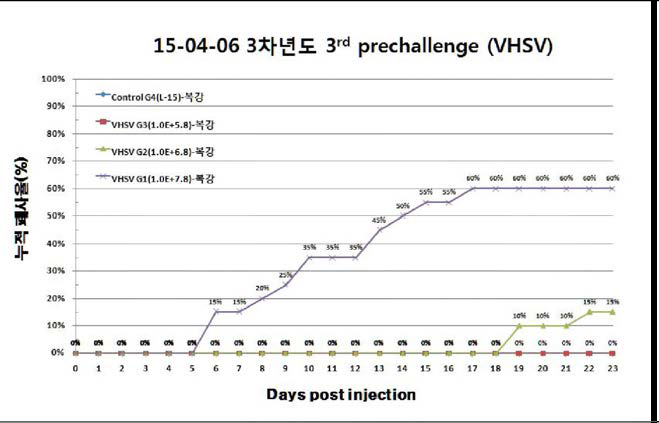 VHSV의 Virulency test 공격실험 결과-누적폐사율