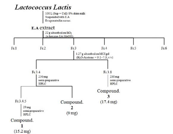 락토코쿠스 sp. KR-W .W -2의 에틸아세테이트 분획물로부터 화합물 1-3의 분리정제.