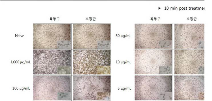 생물소재의 항 Scutica 효능 in-vitro 실험. 10 min post treatment(육두구, 호장근 추출물. x40, x200).