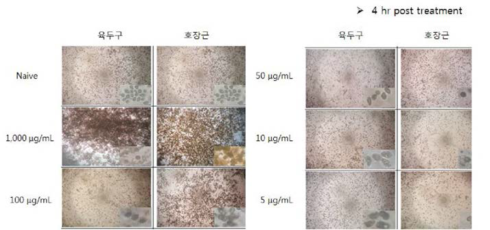 생물소재의 항 Scutica 효능 in-vitro 실험. 4 hr post treatment(육두구, 호장근 추출물. x40, x200).