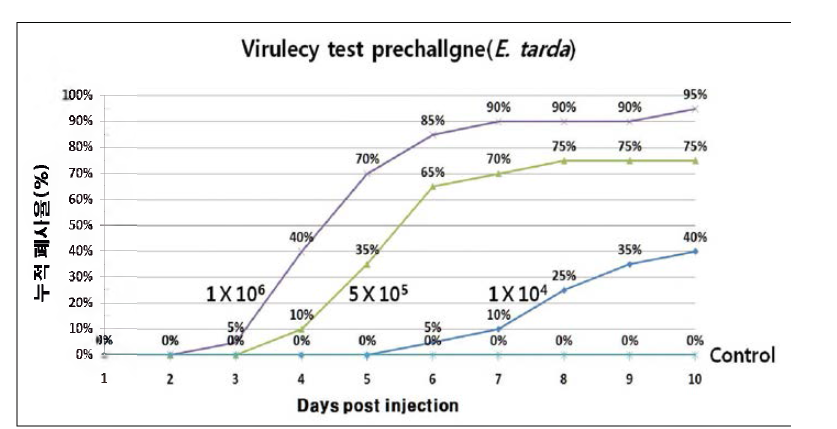 E . tarda의 Virulency test를 위 한 prechallenge 결과.