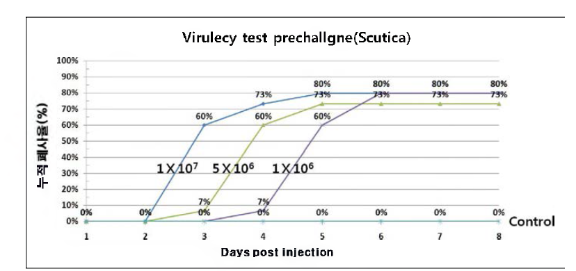 Scutica의 Virulency test를 위한 prechallenge 결과.