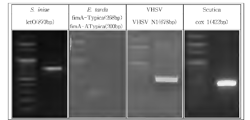 Virulency test에 사 용 한 폐사 넙치의 비장 및 신장에서 재 분 리 한 S. iniae, E，tarda, VHSV, Scutica의 각 target에 대한 JPCR 결 과 . 비장 및 신 장 조 직 을 BHI agar 배지에 도 말 하 여 형성 된 colony(S, iniae, E. tarda), 신 장 조 직 으 로 부 터 합 성 한 cDNA，그리고 복 수 로 부 터 각 균 주 특이적 primer를 사 용 하 여 얻어진 PCR 결과.