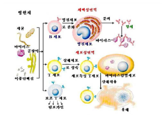 체액성면역과 세포성면역의 병원체에 의한 면역반응 과정.