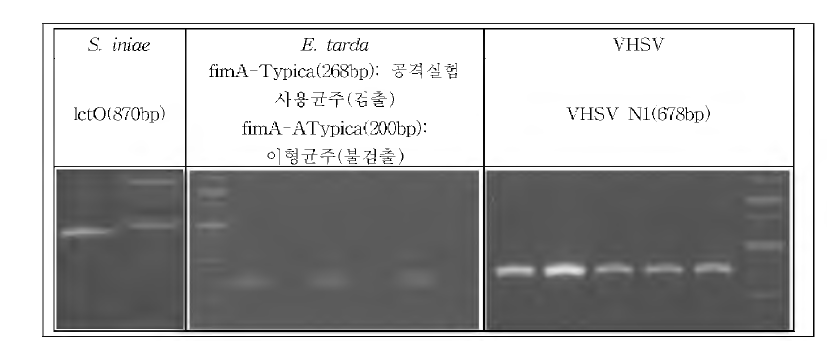 항박테리아, 항기생충, 항바이러스 효능검증 공격실험에 의한 폐사어 검체로부터 얻어낸 colony 및 조 직 을 주 형 으 로 S. iniae, E. tarda, VHSV 특 이 적 인 각 target에 대한 PCR 결과.