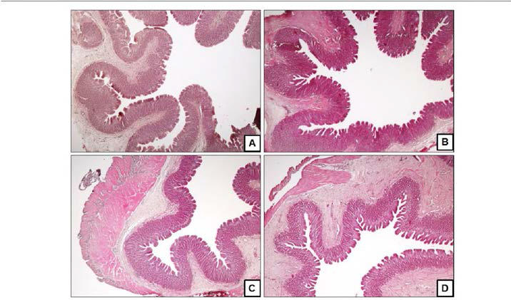 Histology of 6 weeks after supplemented with MarineStar in olive flounder.