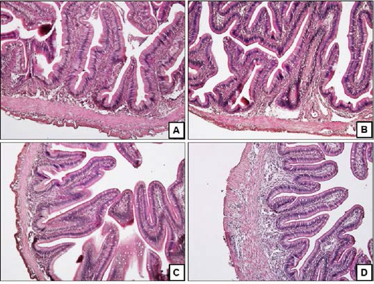 Histology of 6 weeks after supplemented with MarineStar in olive flounder.