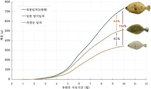 육종넙치와 일반넙치의 성장 비교.