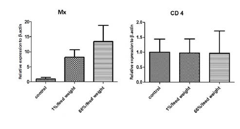 Relative expression analysis of immune gene of Mx and CD4 in the kidney of olive flounder in control group and MarineStar administrated group.