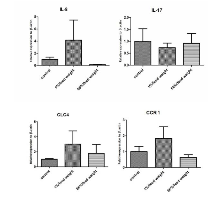 Relative expression of IL-8, IL-17 and CLC 4，CCR 1 in the kidney of olive flounder in control group and MarineStar administrated group.