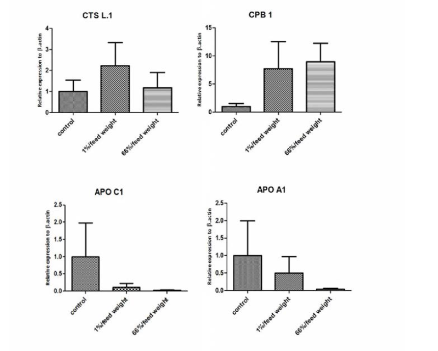 Relative expression of cathepsin L .l , carboxypeptidase B1 and apolipoprotein C-l , apolipoprotein A -l in the kidney of olive flounder in control group and MarineStar administrated group.