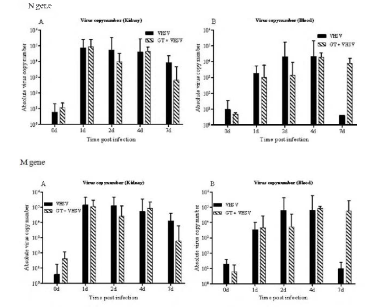 Absolute viral copy number (N and M gene) in olive flounder head kidney and blood infected with VHSV (107