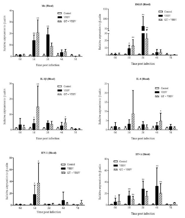 Immune gene expressions of blood from GT treated (GT-VHSV) and not treated (VHSV) olive flounder at 1，2，4 and 7 days after VHSV infection.