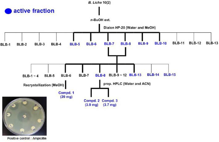 B.licheniformis 10(2)의 지표 및 활성 화합물 분리 과정