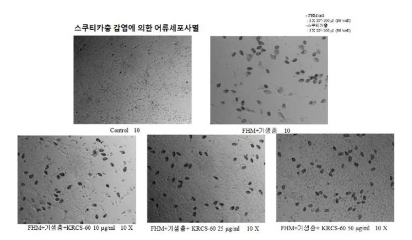 KRCS-60의 YS2 감염에 의한 어류세포사멸 억제 효과