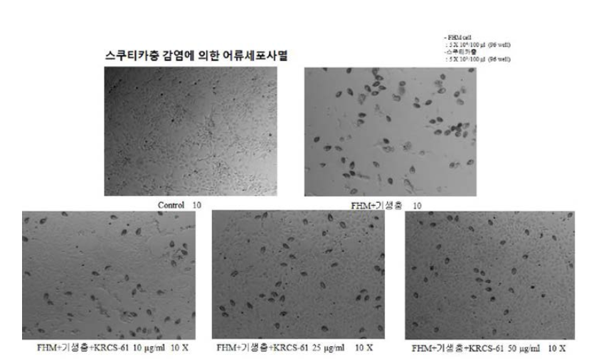 KRCS-61 의 YS2 감염에 의한 어류세포사멸 억제 효과