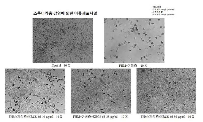 KRCS-66의 YS2 감염에 의한 어류세포사멸 억제 효과