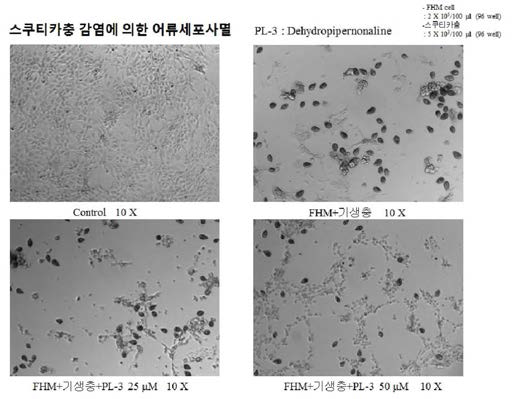 Dehydropipernonaline의 어류세포사멸 억제 효과