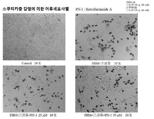 Retrofractamide A 의 어류세포사멸 억제 효과