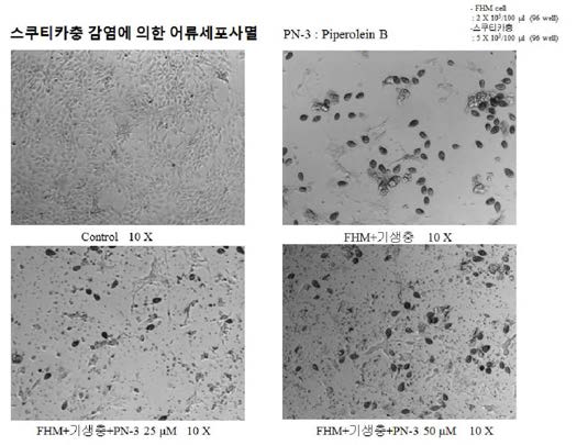 Piperolein B의 어류세포사멸 억제 효과