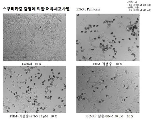 Pellitorin의 어류세포사멸 억제 효과