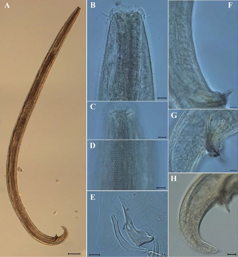 Paracanthonchus macrodon, DIC photomicrographs, male, lateral view