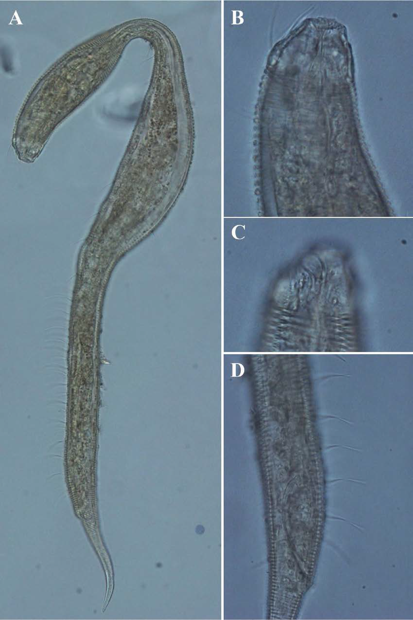 Draco grallus jongmooni, DIC photomicrographs, male, lateral view