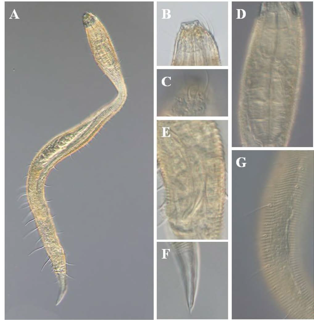 Draco grallus sungjooni, DIC photomicrographs, male, lateral view
